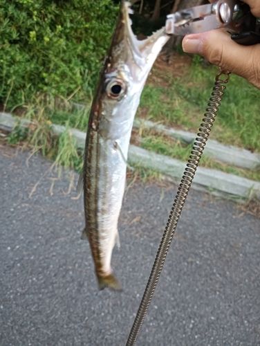 カマスの釣果