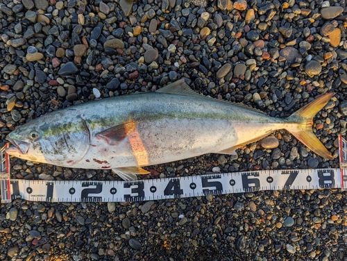 ブリの釣果