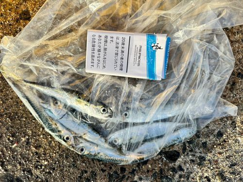サバの釣果