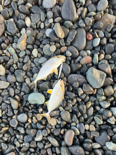 ショゴの釣果
