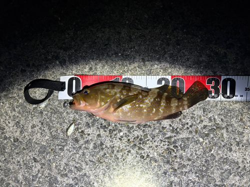 アコウの釣果