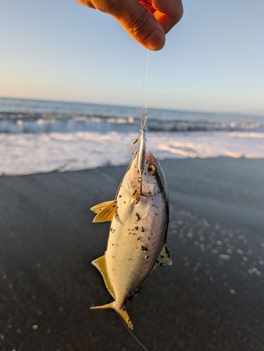 ショゴの釣果