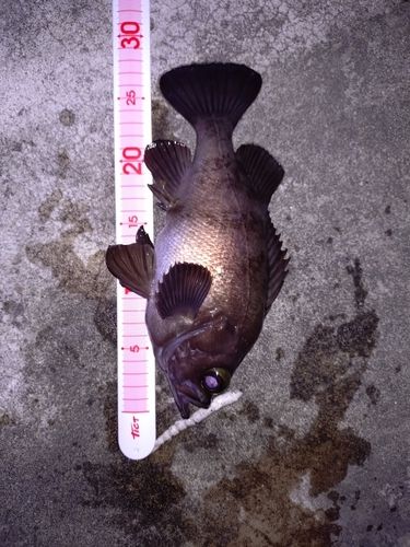 メバルの釣果