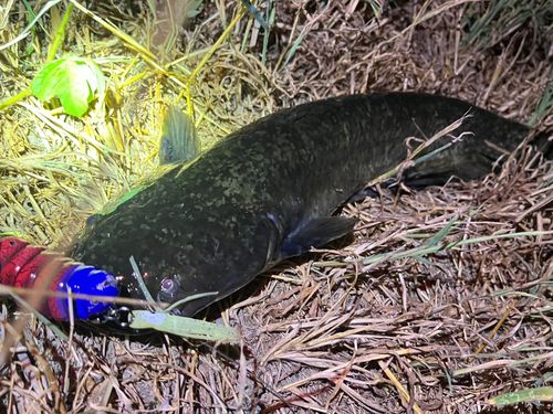 ナマズの釣果