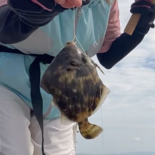 カワハギの釣果