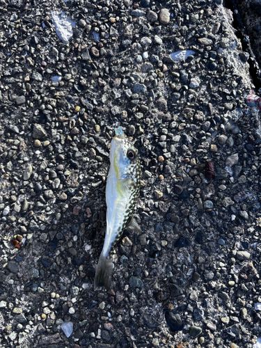 ゴンズイの釣果