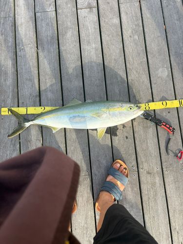 ブリの釣果