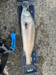 マルスズキの釣果