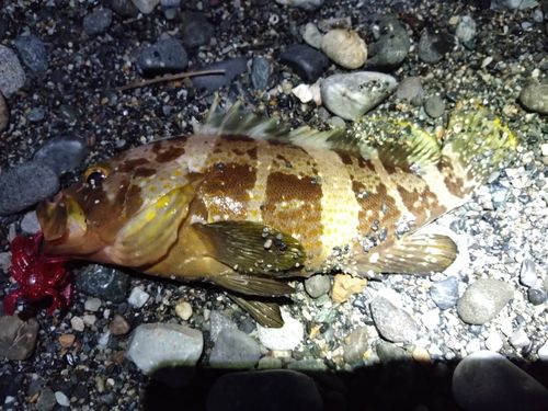 アオハタの釣果