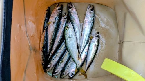 サバの釣果