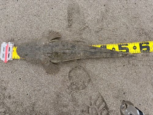 マゴチの釣果