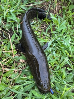 カムルチーの釣果
