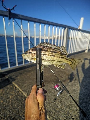 シマイサキの釣果