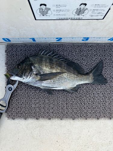 クロダイの釣果