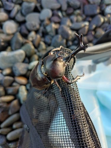 ショゴの釣果