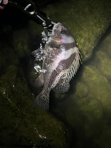コショウダイの釣果
