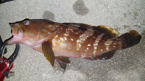 キジハタの釣果