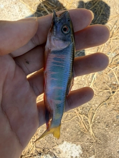 オイカワの釣果