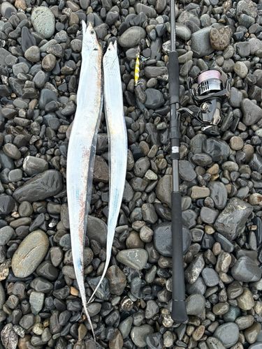 タチウオの釣果