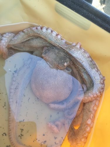 タコの釣果