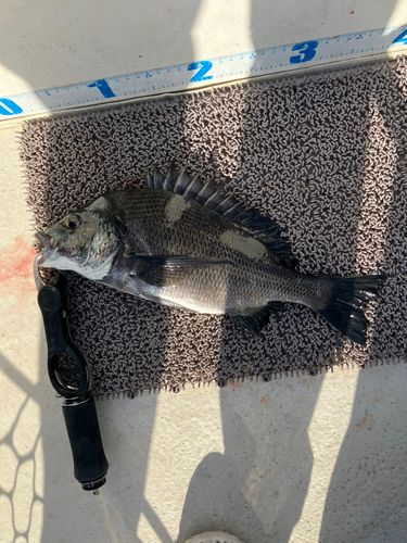 クロダイの釣果