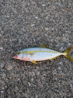 ツバスの釣果