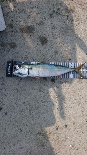 サバの釣果