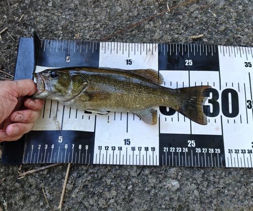 スモールマウスバスの釣果