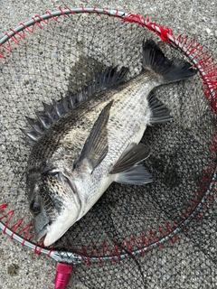 クロダイの釣果