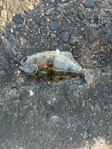 ソゲの釣果