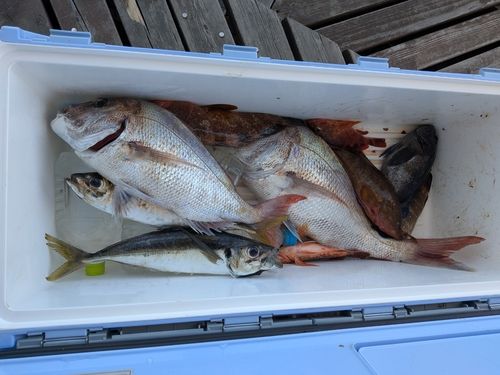 マアジの釣果