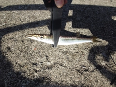 カマスの釣果