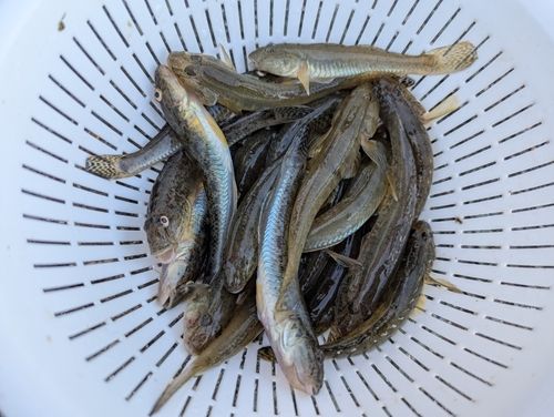 マハゼの釣果