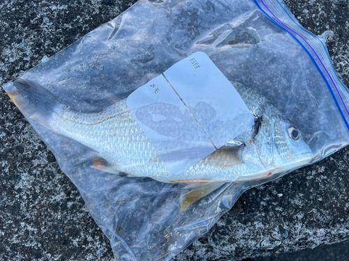 キビレの釣果