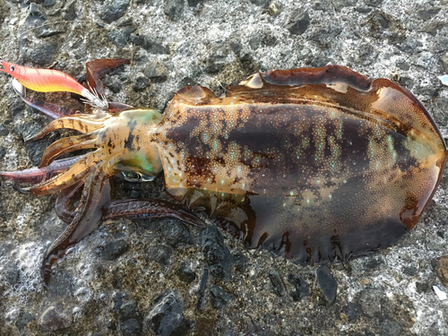 アオリイカの釣果