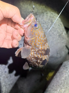 キジハタの釣果
