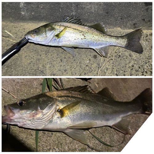 シーバスの釣果