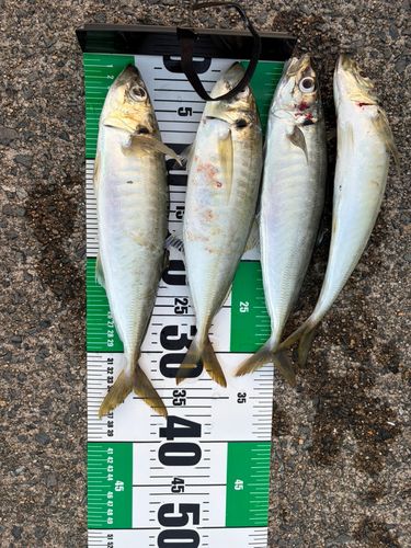 アジの釣果