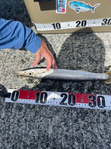 カマスの釣果