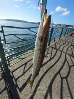カマスの釣果