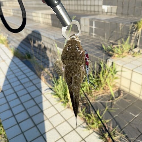 マゴチの釣果