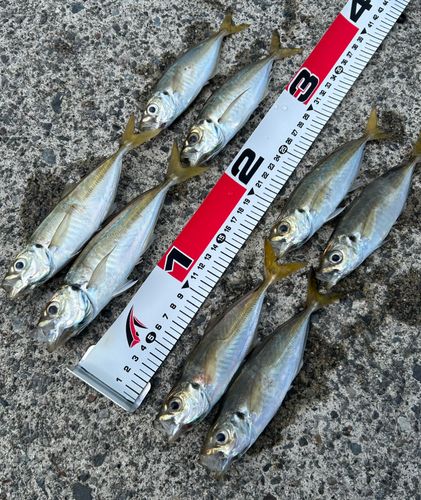 マアジの釣果