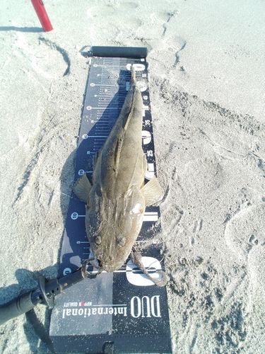 マゴチの釣果