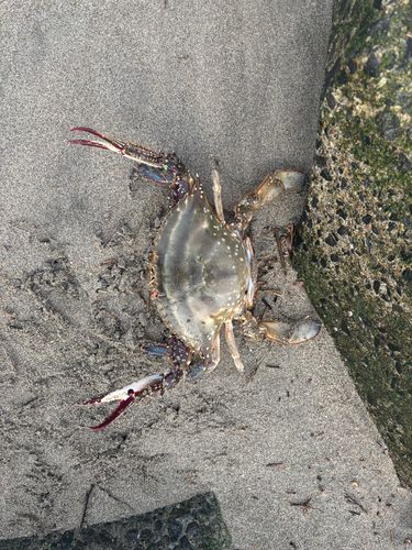カニの釣果