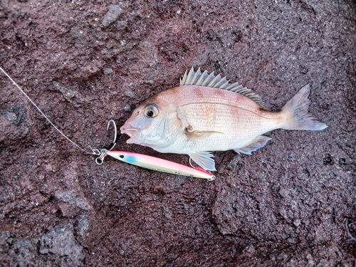 タイの釣果