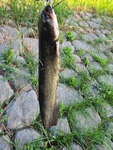 ナマズの釣果
