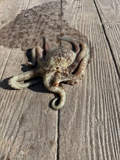 タコの釣果