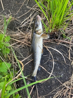 ニゴイの釣果