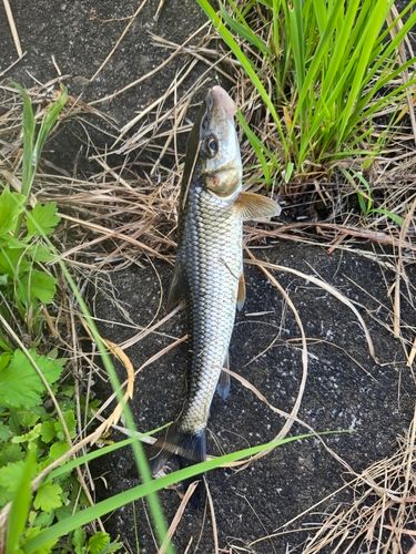 ニゴイの釣果