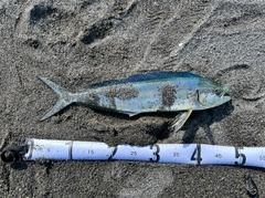 シイラの釣果